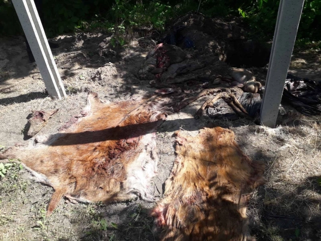 На Полтавщині браконьєри вбили самку оленя благородного