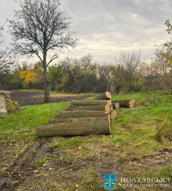 Судитимуть чорних лісорубів, які нарубали дубів на півмільйона грн, та ексначальника відділу поліції за хабар