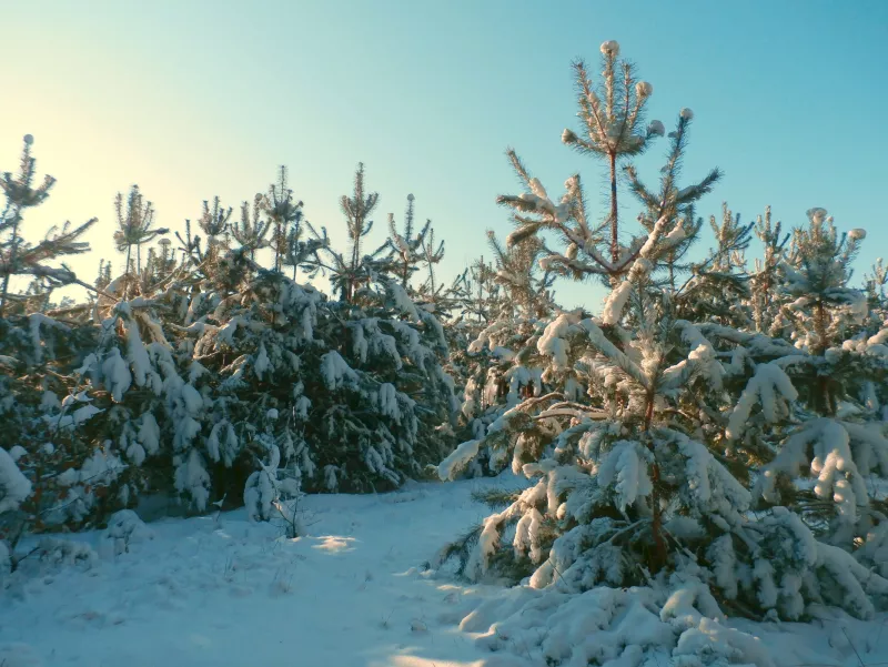 Де придбати новорічну ялинку