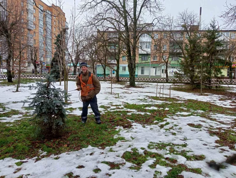 У Лубнах обприскують ялинки для захисту від крадіжок