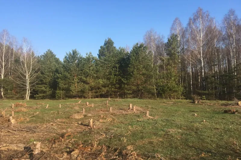 Громаді на Полтавщині через суд повернули понад 600 гектарів лісу