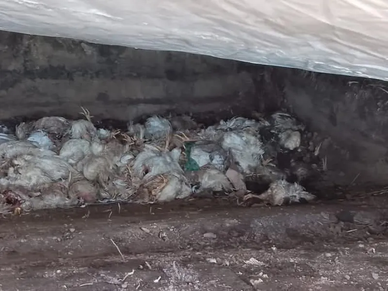 У селі Новооріхівка на Лубенщині виявили злив нечистот птахів та худобомогильник