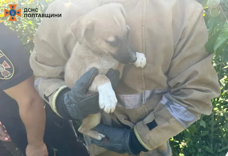 У Гребінці надзвичайники врятували цуценя