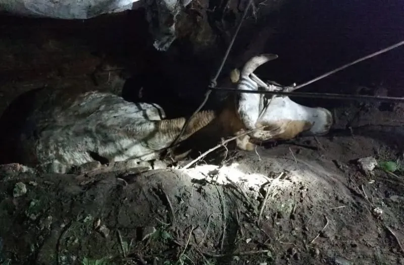 На Лубенщині надзвичаники врятували корову, яка провалилася в яму