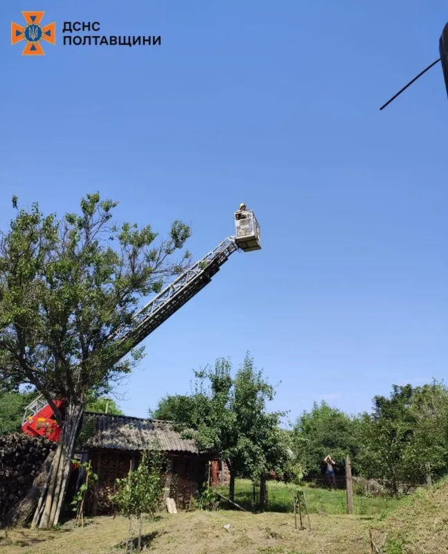 Рятувальники Лубенщини допомогли лелекам, які випали з гнізда