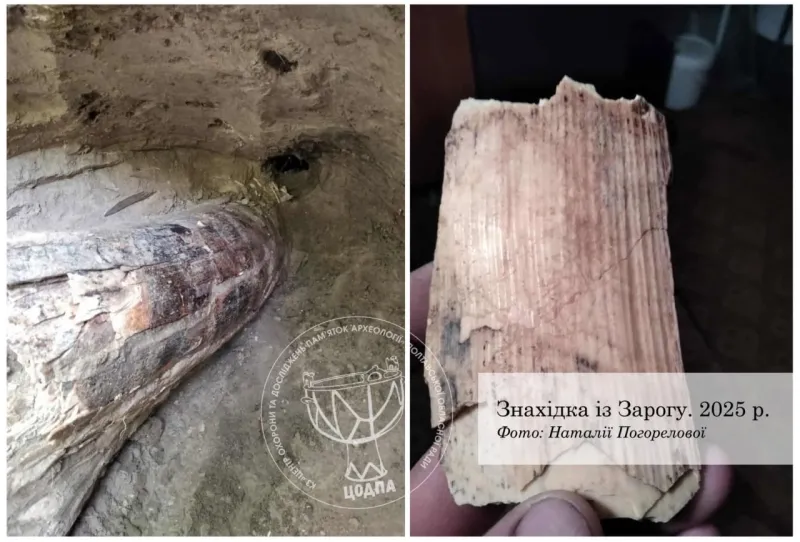 На Оржиччині знайшли бивень мамонта