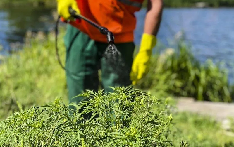 Цьогоріч на боротьбу з амброзією у Лубнах витратять 40 тисяч гривень