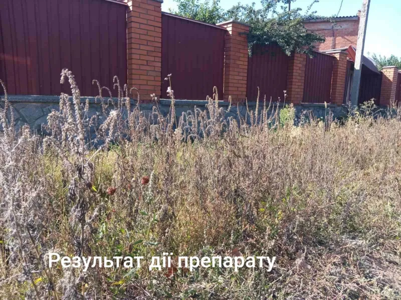КПф "Конвалія" пояснила, як знищує амброзію в Лубнах
