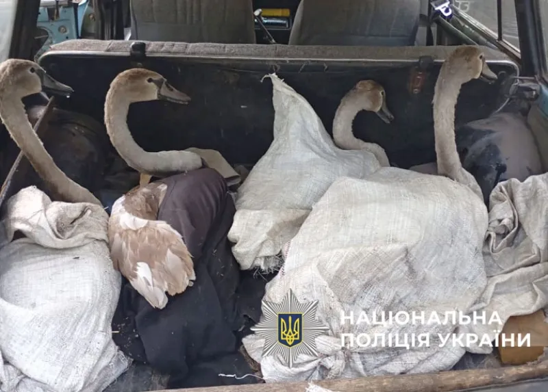 На Полтавщині поліція врятувала чотирьох лебедів від браконьєрів