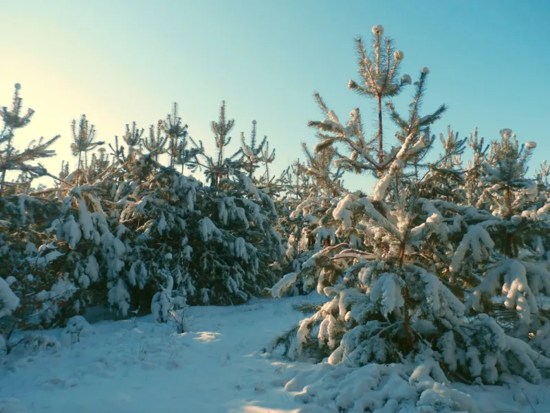Скільки коштуватиме новорічна ялинка цього року: оприлюднено ціни від лісівників