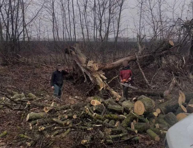 На Полтавщині виявили незаконну порубку дерев