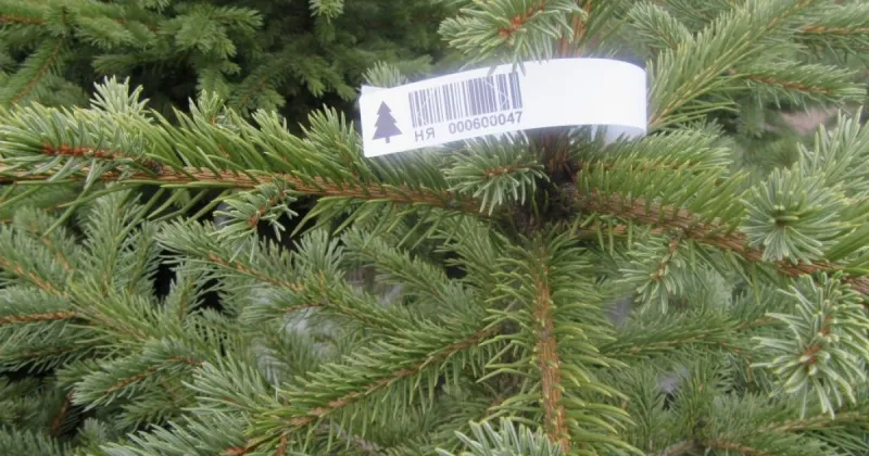 Де купити легальну ялинку на Лубенщині: перелік точок продажу та ціни