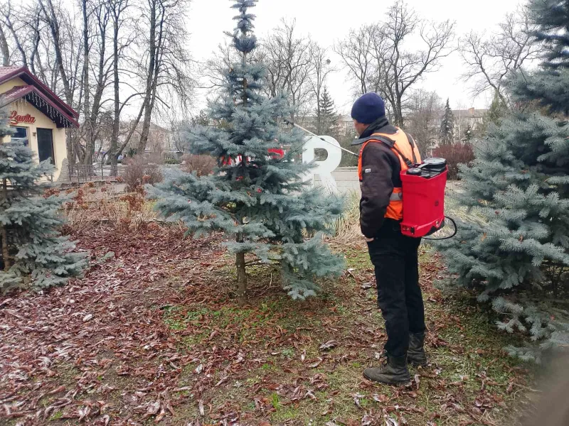 У Лубнах хвойні дерева захищають від вандалів розчином із неприємним запахом