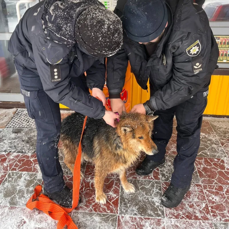 Поліцейські Хорольщини врятували собаку, який провалився в люк з крижаною водою