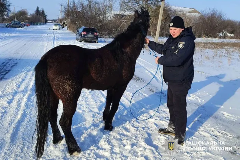 Завдяки пильності поліцейських кінь із Черкащини знайшовся на Оржиччині