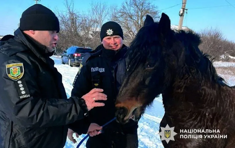 Завдяки пильності поліцейських кінь із Черкащини знайшовся на Оржиччині