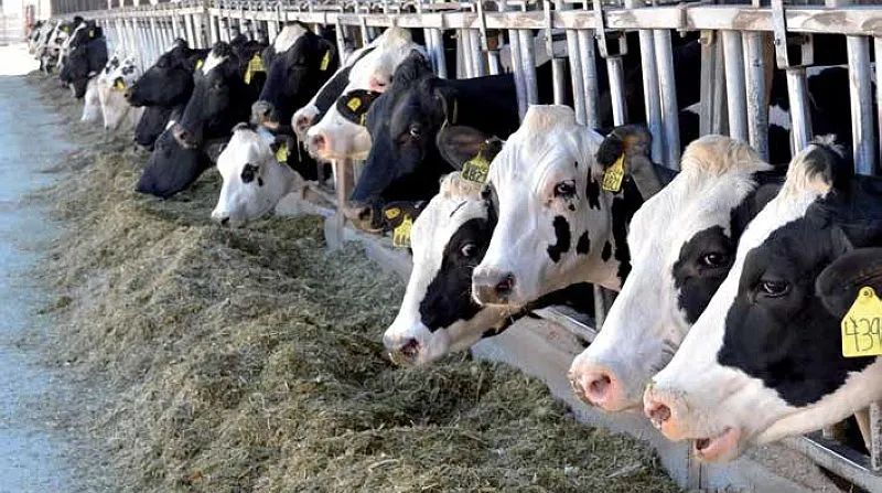 У Гребінківській громаді виявили лейкоз худоби: ферми закрили на карантин