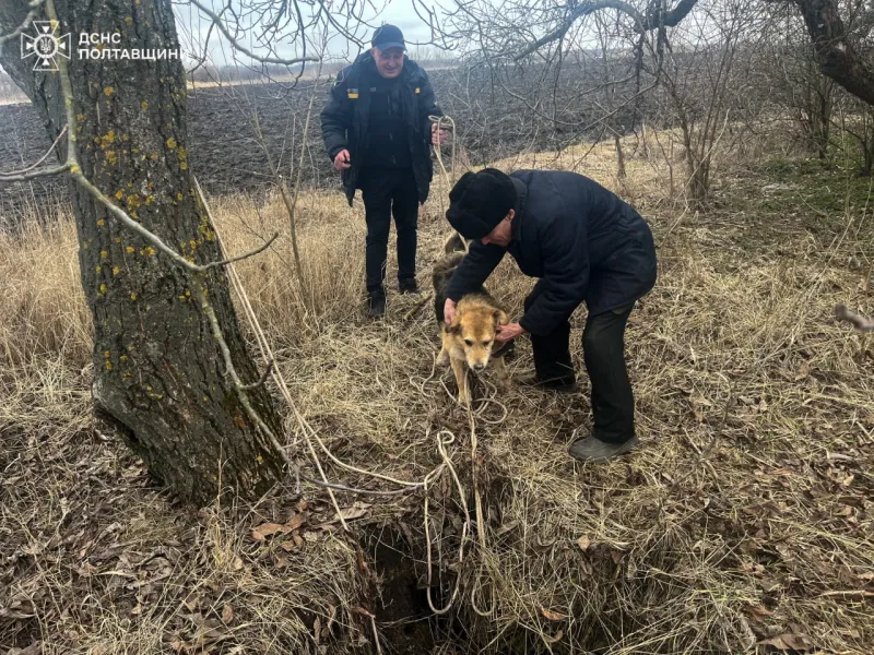 На Полтавщині врятували собаку з 10-метрової ями