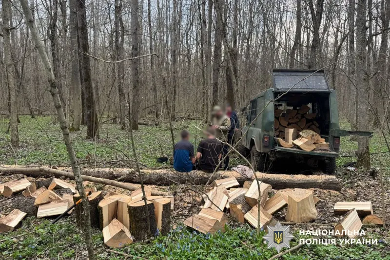 На Полтавщині викрили незаконну вирубку дубів