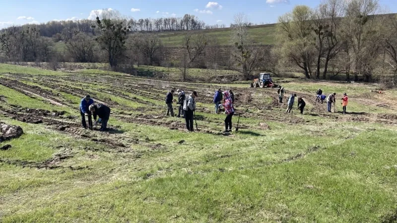 У Чорнухинській громаді висадили 5 тисяч сосен