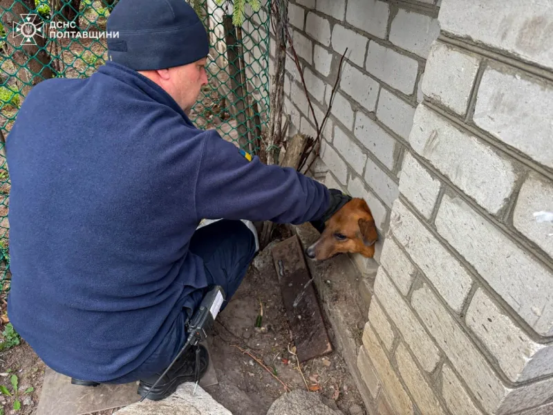 У Кременчуці врятували собаку, який застряг у паркані