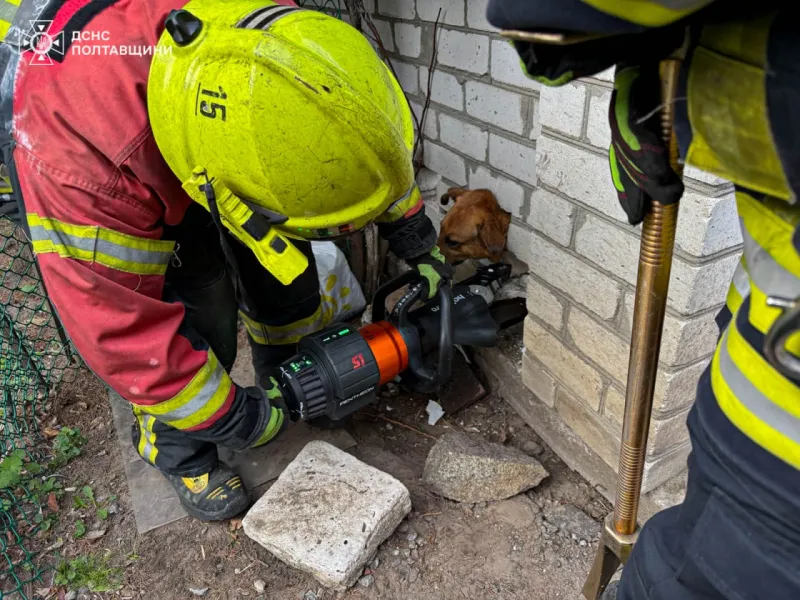 У Кременчуці врятували собаку, який застряг у паркані