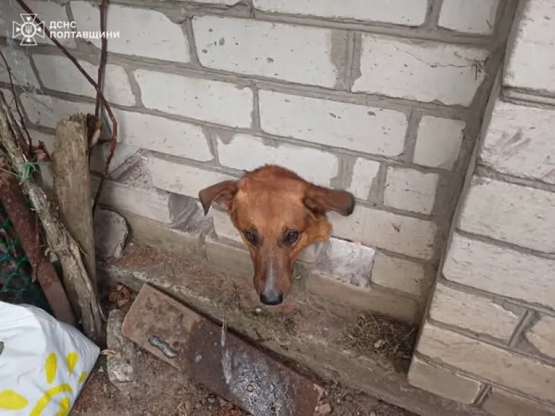 У Кременчуці врятували собаку, який застряг у паркані