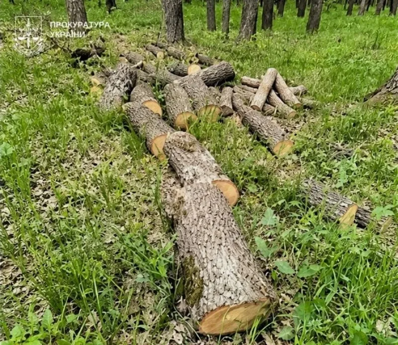 У ботанічному заказнику на Полтавщині вирубали понад 150 дубів: оголосили підозру майстру лісу