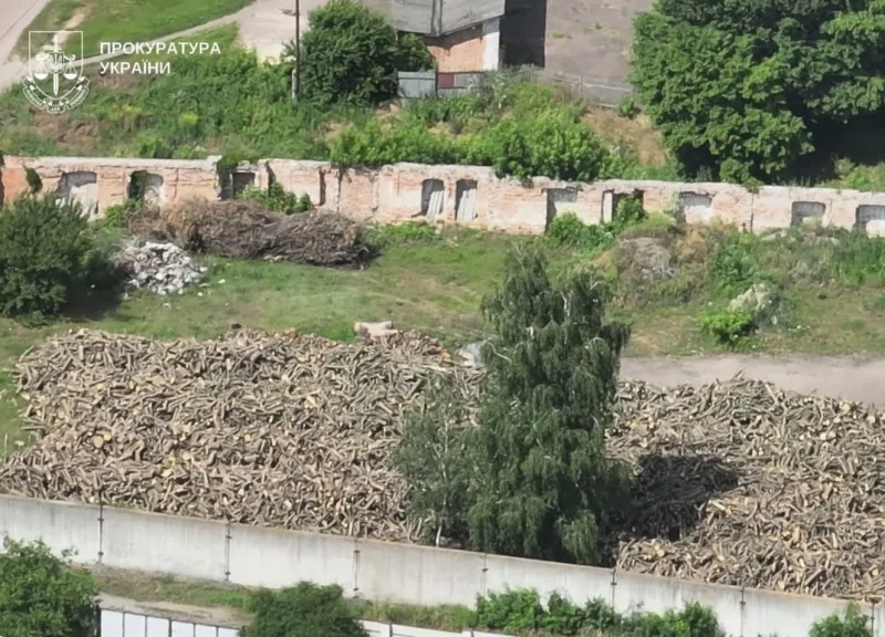 Батько й син організували незаконну вирубку дубів на Полтавщині