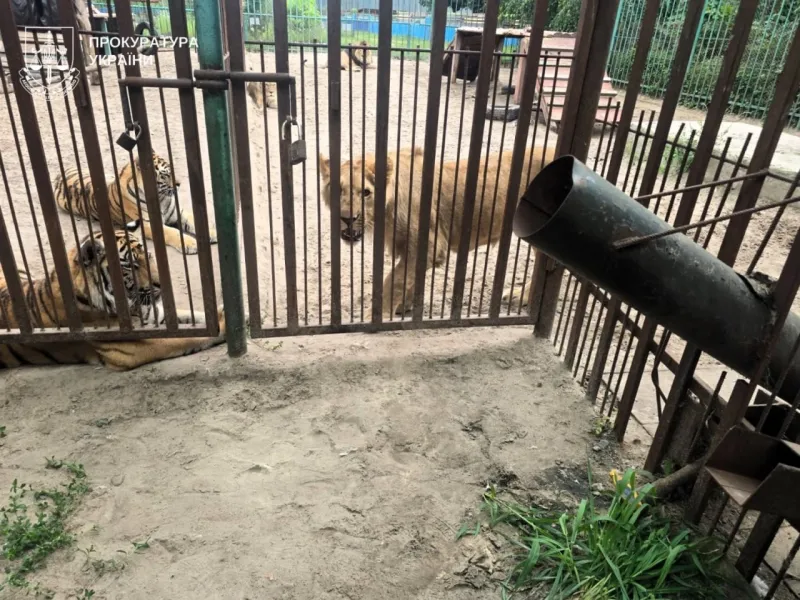 Левиця травмувала 5-річного хлопчика в центрі диких тварин на Полтавщині