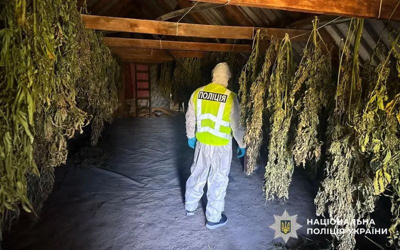 Шістьох мешканців Лубенщини підозрюють у масштабному збуті канабісу